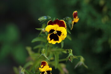 Wild pancy viola tricolor