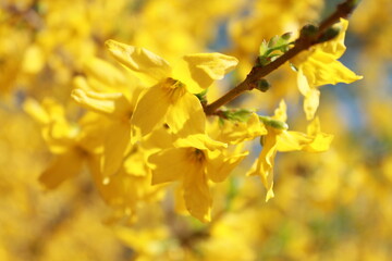 Close up yellow forsythia