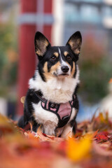 Tri colored Pembroke Welsh corgi sitting outside in a park surrounded by colorful fall foliage and leaves. Toronto Ontario