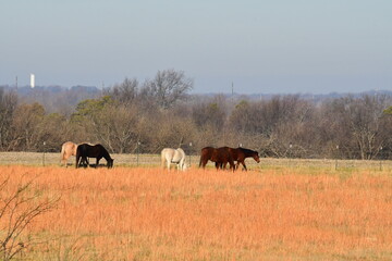Horses in a Field