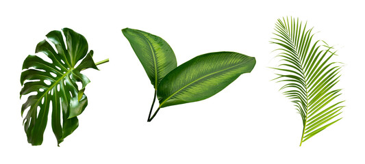 Green tropical leaf on transparent background Abstract monstera leaf palm leaf decoration design, PNG © eakarat