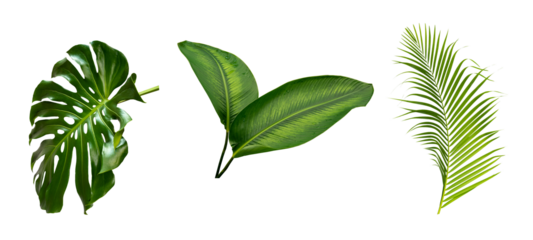 Green tropical leaf on transparent background Abstract monstera leaf palm leaf decoration design, PNG