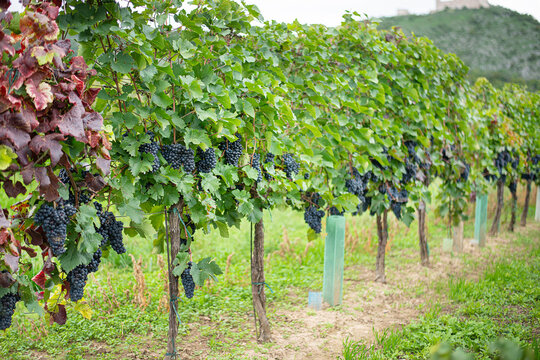 old authentic vineyard with ripe grapes in harvest season