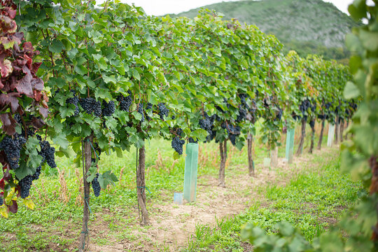 old authentic vineyard with ripe grapes in harvest season