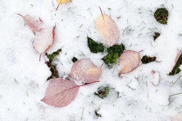 Wenig Schnee Wiese Laub