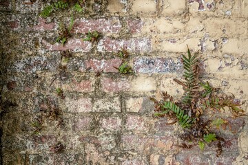 old brick wall