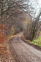 Beautiful landscape. A narrow road goes through the autumn forest