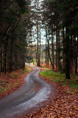 Beautiful landscape. A narrow road goes through the autumn forest