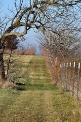 Path by a Fence Row in a Farm Field