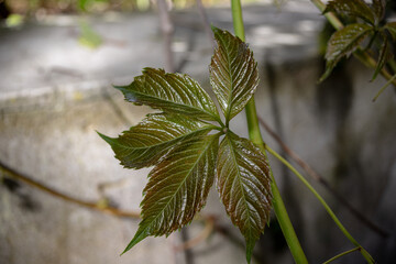 New green wild grape leaves grow in the garden.