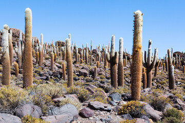 The cacti on Cactus Island (Isla Incahuasi) in the Uyuni Salt Flats seen during a sunny spring day, Bolivia