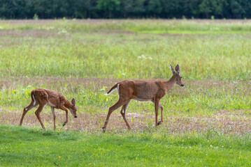 White-tailed Deer Does And Fawns In Summer