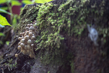 Ink Cap fungi - Coprinus disseminatus, on willow tree stump