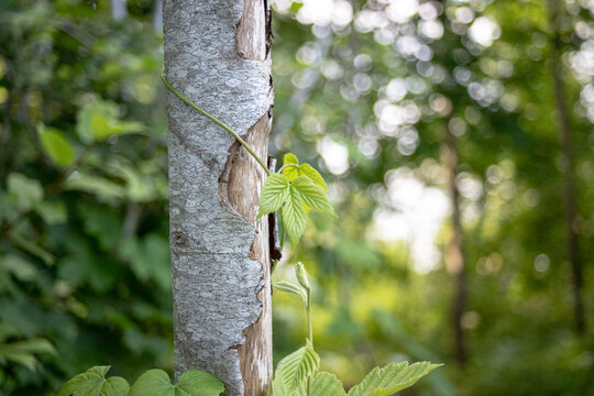 Bark of the grey alder latin name: Alnus incana in Latvia forest