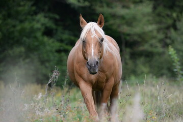 Waldpferd. Schönes goldenes Pferd frei im Wald © Grubärin