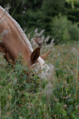 Waldpferd. Schönes goldenes Pferd frei im Wald