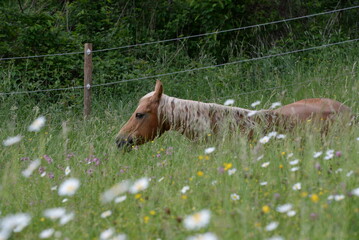 Schönes Pferd liegt auf der sommerlichen Weide