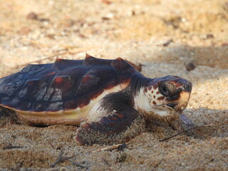 turtle on the beach