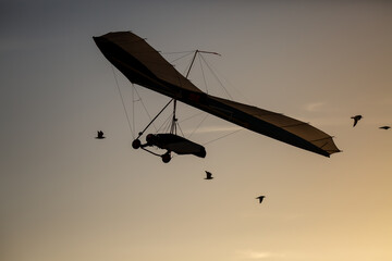 Fototapeta na wymiar Hang glider flying amidst birds
