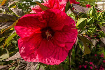 Background with giant hibiscus red flower