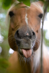 Details eines schönen Pferdes das gähnt und sein Maul komisch verzerrt © Grubärin