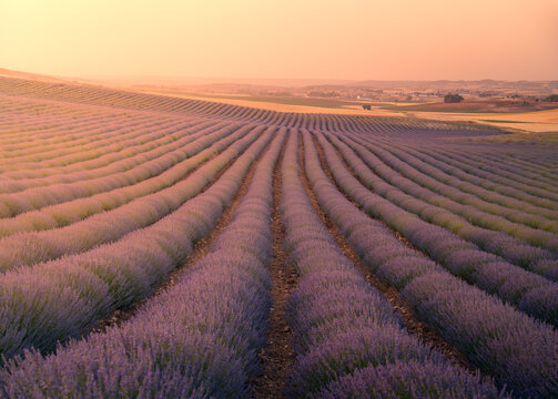 Endless blooming lavender fields in sunshine