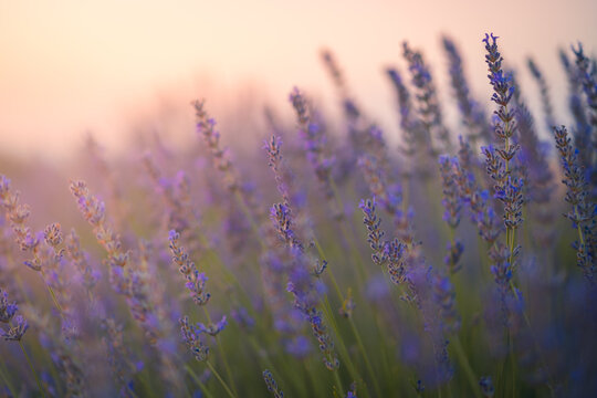 Gentle tiny flowers of purple blooming lavender
