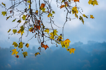 Blauer Himmel, Blätter Platane Herbst