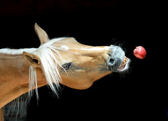 Apfelregen.  Schönes Pferd versucht nach Äpfel zu schnappen