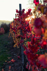 foliage rosso fuoco tra le langhe