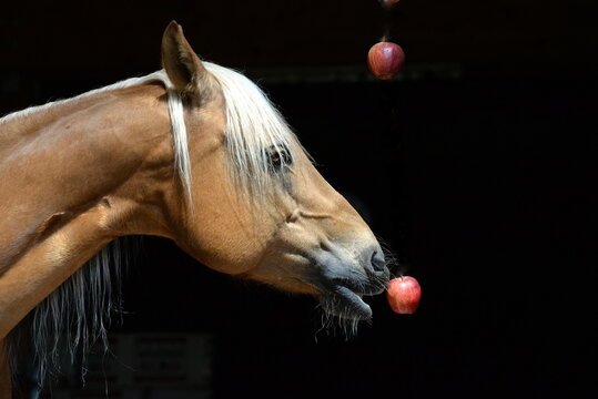 Apfelregen.  Schönes Pferd versucht nach Äpfel zu schnappen