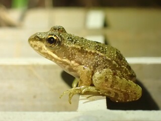 frog