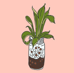 Small Plant Living in Water