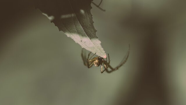 Selective focus of a spider on a leaf under the sunlight with a blurry background