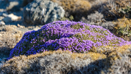 Blooming thyme in the mountains  CreteьGreece. Thymus capitatus, woody perennial native to mountains of Crete, more commonly known as conehead thyme, Persian-hyssop, Spanish oregano, Thymbra capitata