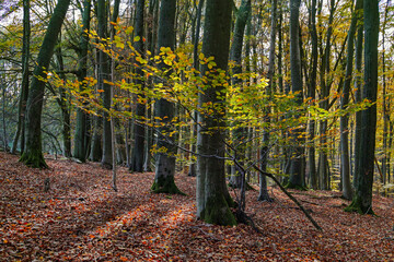 Herbstwald Marburg