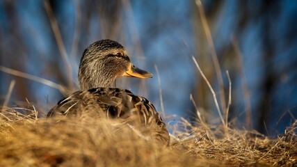 Mallard resting for a while during the day