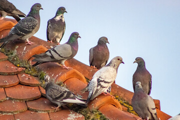 Pigeons sur un toit