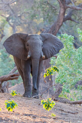 Naklejka premium Male elephant searching for food in the late afternoon in the dry season in the forest of high trees in Mana Pools National Park in Zimbabwe