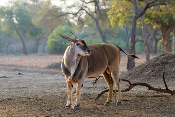 Common eland walking with oxpeckers on his back in Mana Pools National Park in Zimbabwe