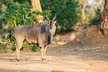 Common eland walking with oxpeckers on his back in Mana Pools National Park in Zimbabwe