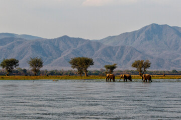 Elephant bulls walking in the Zambezi river in Mana Pools National Park in Zimbabwe  with the...