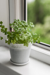 Pot with young sprouts of parsley on the balcony sill in the city.