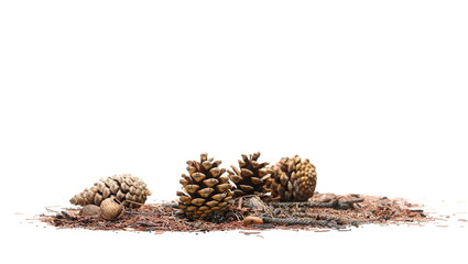 Dry, pine cone, rotten tree branch and autumn conifer yellow leaves, needles foliage pile isolated on white © dule964