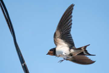 Barn swallow
