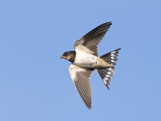 Barn swallow