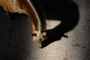 Perspektive mit Pferd. Schönes goldenes Pferd im Stall von oben fotografiert, Detail
