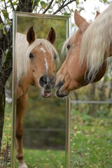 Blick in den Spiegel. Schönes goldenes Pferd blickt in Spiegel