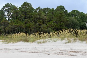 Naklejka premium Beautiful shot of tall grass on the beach of Hilton Head Island with a forest in the background