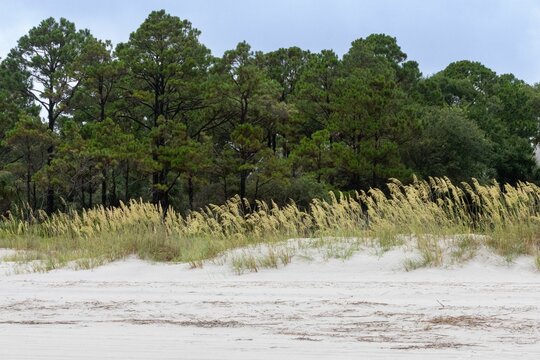 Beautiful shot of tall grass on the beach of Hilton Head Island with a forest in the background